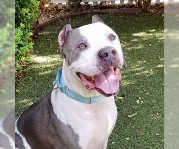 Medium Photo #2 American Bulldog-Unknown Mix Puppy For Sale in Beverly Hills, CA, USA