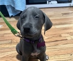 Small Photo #2 Great Dane Puppy For Sale in NEW HAVEN, CT, USA