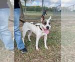 RACHEL - Female American Pit Bull Terrier-Unknown Mix Dog for Adoption - Small photo