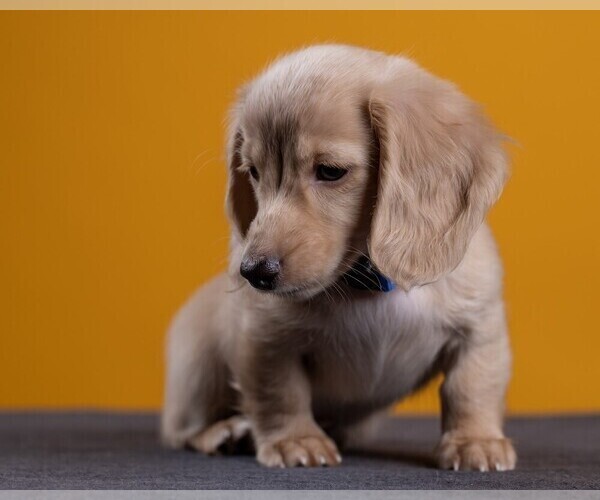 Medium Photo #61 Dachshund Puppy For Sale in CROWLEY, TX, USA
