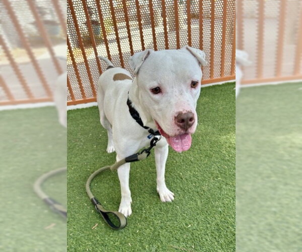 Medium Photo #2 Mutt Puppy For Sale in Las Vegas, NV, USA