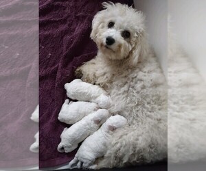 Mother of the Bichon Frise puppies born on 12/03/2023