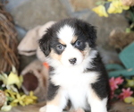 Small #4 Australian Shepherd