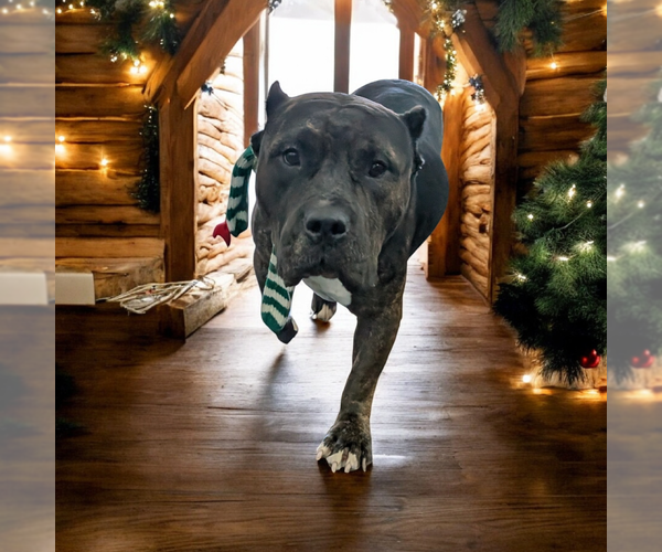 Medium Photo #3 American Pit Bull Terrier Puppy For Sale in Vail, AZ, USA