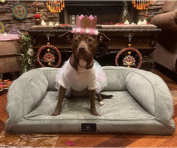 Medium Photo #5 Chihuahua-Unknown Mix Puppy For Sale in Westwood, NJ, USA