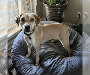 Labrador Retriever-Unknown Mix Dogs for adoption in Fort Worth, TX, USA
