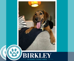 Small Photo #2 Mutt Puppy For Sale in Kimberton, PA, USA