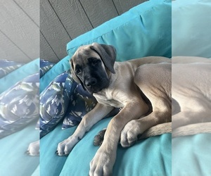 Mastiff Puppy for sale in OLATHE, KS, USA