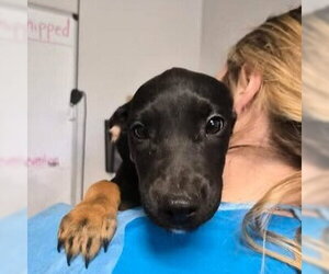Mutt Dogs for adoption in Bolivar, MO, USA