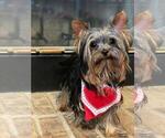 Small Photo #10 Yorkshire Terrier Puppy For Sale in PALO ALTO, CA, USA