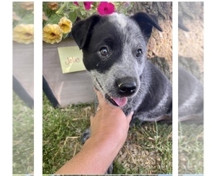 Australian Cattle Dog Puppy for sale in GRABILL, IN, USA