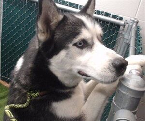 Siberian Husky Dogs for adoption in Downey, CA, USA