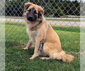 Anatolian Shepherd-Unknown Mix Dogs for adoption in Winter Park, CO, USA