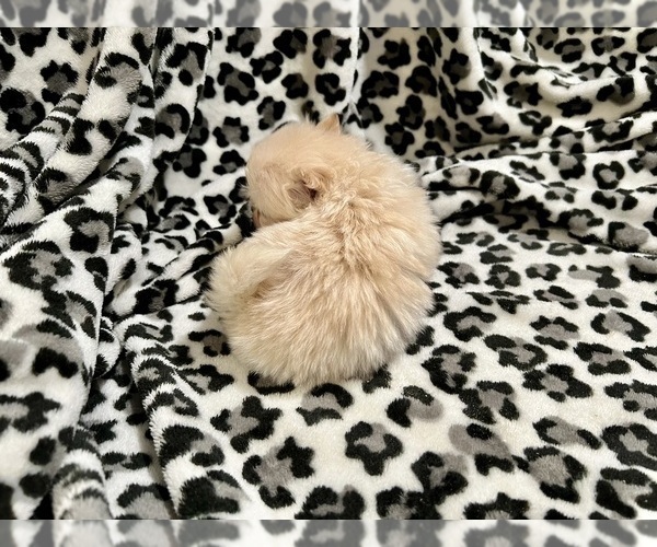 Medium Photo #18 Pomeranian Puppy For Sale in HAYWARD, CA, USA