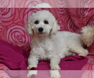 Mother of the Cavachon puppies born on 03/10/2024