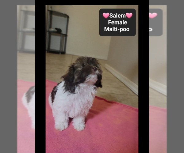 Medium Photo #2 Maltipoo (Toy) Puppy For Sale in TUCSON, AZ, USA