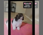 Small #1 Maltipoo (Toy)