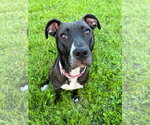 Small #41 American Pit Bull Terrier Mix