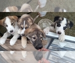 Small #5 German Shepherd Dog-Siberian Husky Mix