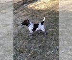 Small Photo #6 German Shorthaired Pointer Puppy For Sale in ARKANSAS CITY, KS, USA