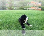 Small Photo #14 Sheepadoodle Puppy For Sale in STANLEY, VA, USA