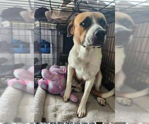 Saint Bernard Dogs for adoption in San Antonio, TX, USA