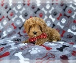 Small #5 Cavapoo (Miniature)