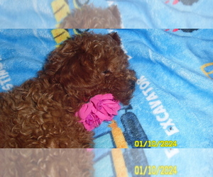 Poodle (Toy) Puppy for sale in DULUTH, GA, USA