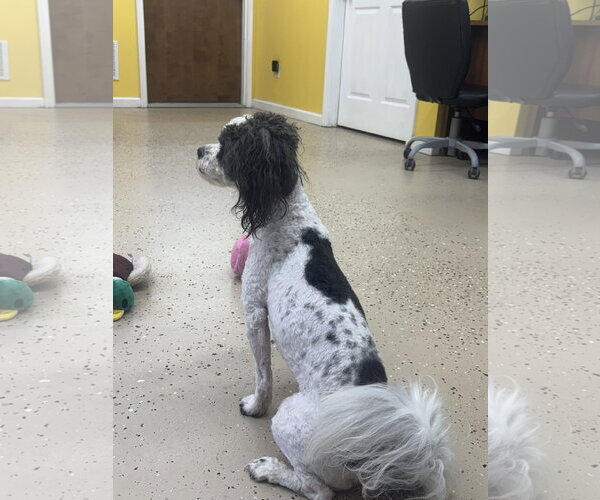 Medium Photo #1 Shih Tzu-Unknown Mix Puppy For Sale in York, SC, USA