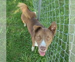 Small #3 Chocolate Labrador retriever-Siberian Husky Mix