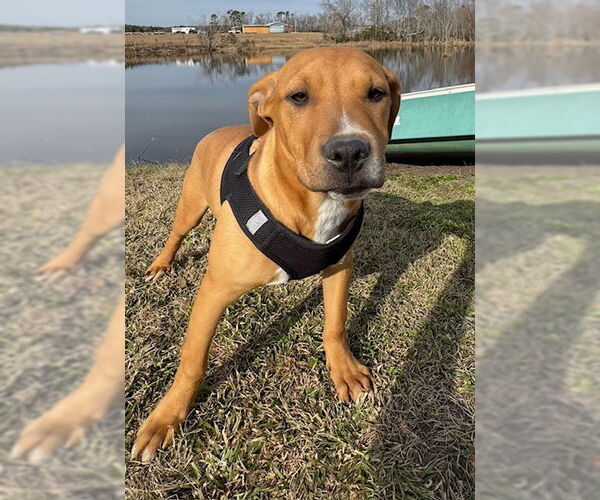 Medium Photo #5 Bulldog-Labrador Retriever Mix Puppy For Sale in Tarrytown, GA, USA