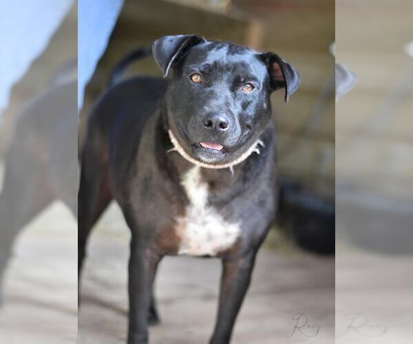 Medium Photo #2 Labrador Retriever-Unknown Mix Puppy For Sale in Brewster, NY, USA