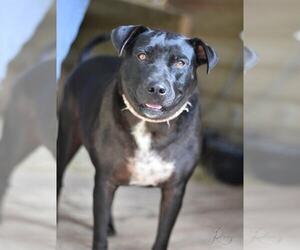 Roxy (Trinity) - Female Labrador Retriever-Unknown Mix Dog for Adoption - Photo #2