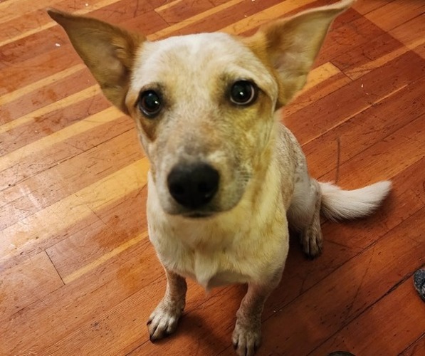 Medium Photo #1 Texas Heeler Puppy For Sale in MONMOUTH, OR, USA
