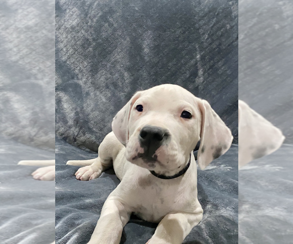 Medium Photo #24 Dogo Argentino Puppy For Sale in SAN ANTONIO, TX, USA