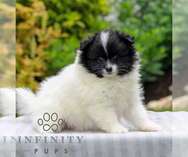 Medium Photo #3 Pomeranian Puppy For Sale in MANHEIM, PA, USA
