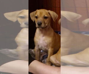 ShiChi Dogs for adoption in The Woodlands, TX, USA