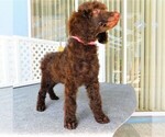 Small Photo #5 Poodle (Standard) Puppy For Sale in SPRING HILL, FL, USA