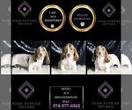 Small Photo #53 Dachshund Puppy For Sale in WARSAW, IN, USA