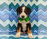 Small Photo #6 Greater Swiss Mountain Dog Puppy For Sale in AIRVILLE, PA, USA