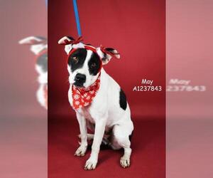 Mutt Dogs for adoption in Bakersfield, CA, USA