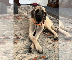 Mastiff Dogs for adoption in Edmond, OK, USA