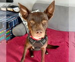 Small #15 Australian Kelpie Mix