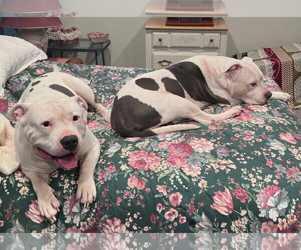 Medium Photo #2 American Bulldog-Staffordshire Bull Terrier Mix Puppy For Sale in Williamsburg, IA, USA