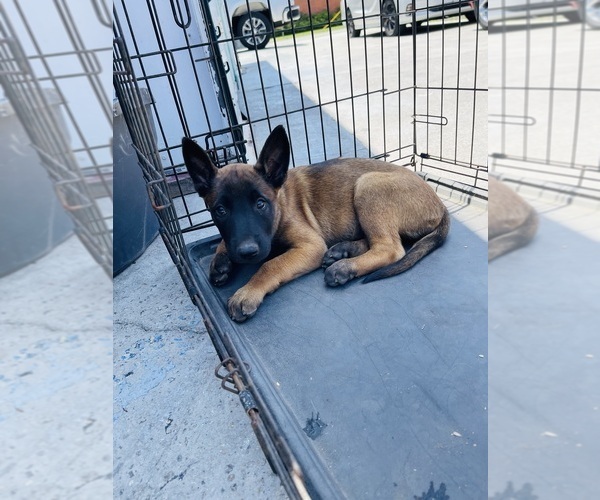 Medium Photo #5 Belgian Malinois Puppy For Sale in GARDENA, CA, USA