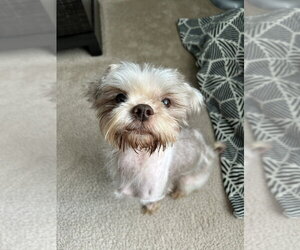 Phillip - Male Shih Tzu-Unknown Mix Dog for Adoption - Photo #5