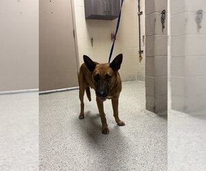 German Shepherd Dog-Unknown Mix Dogs for adoption in Conroe, TX, USA