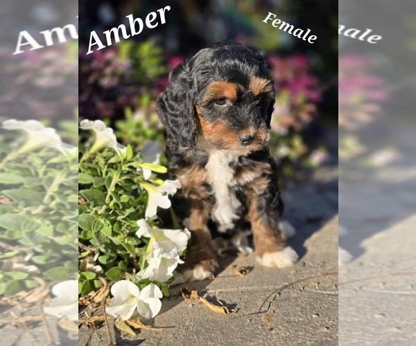 Medium Photo #1 Miniature Bernedoodle-Poodle (Standard) Mix Puppy For Sale in MILLVILLE, MN, USA