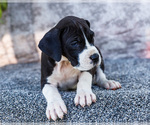 Small #4 Great Dane