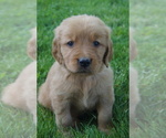 Image preview for Ad Listing. Nickname: Merle